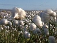 Arctic cotton