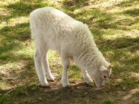 Wool (sheep)
